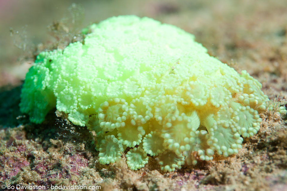BD-111129-Raja-Ampat-5540-Goniopora-albiconus.-Veron.-2000-[Anemone-coral].jpg